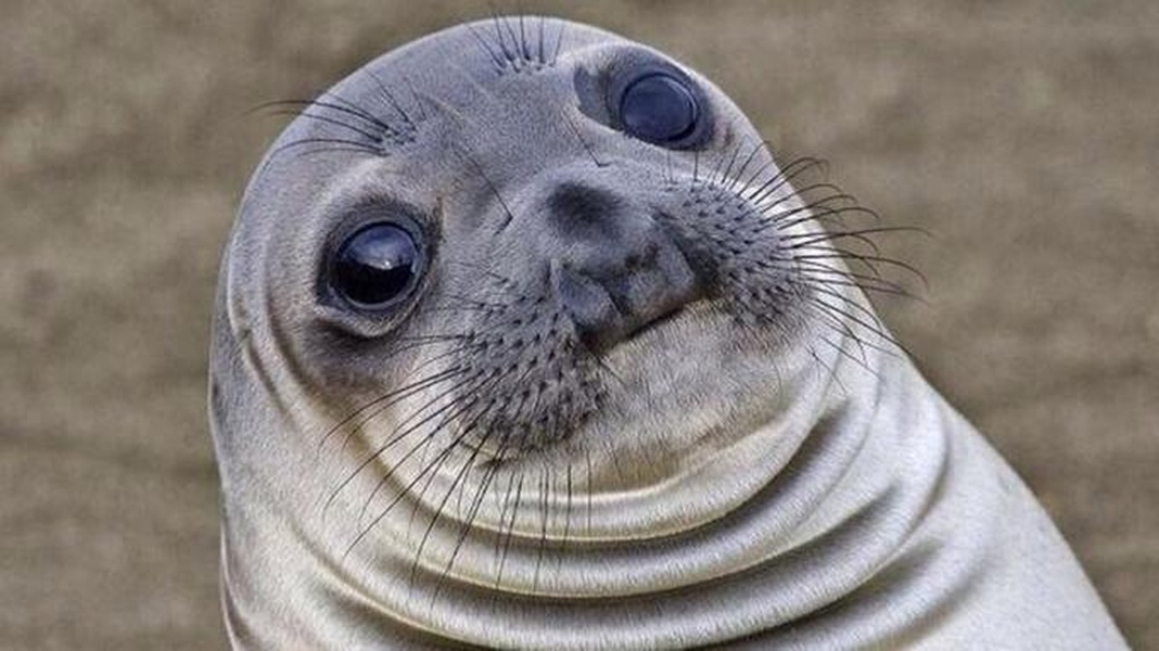 Awkward Moment Seal meme template