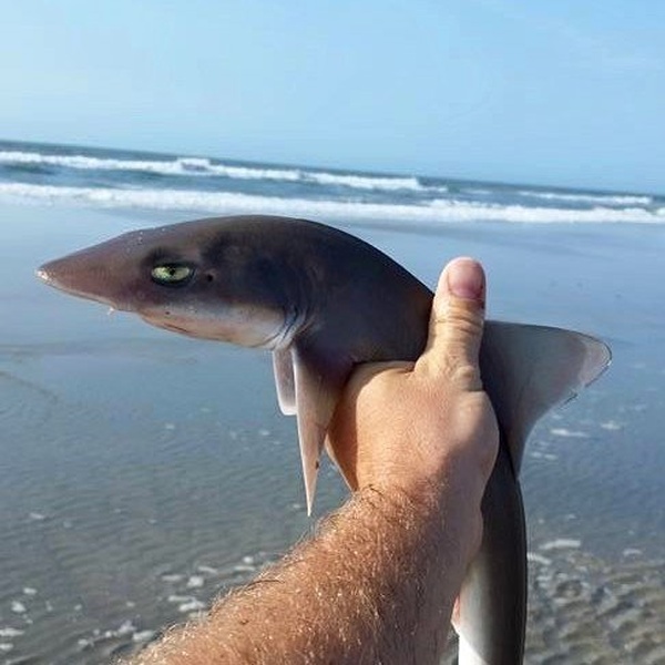 This is Bull, Shark meme template