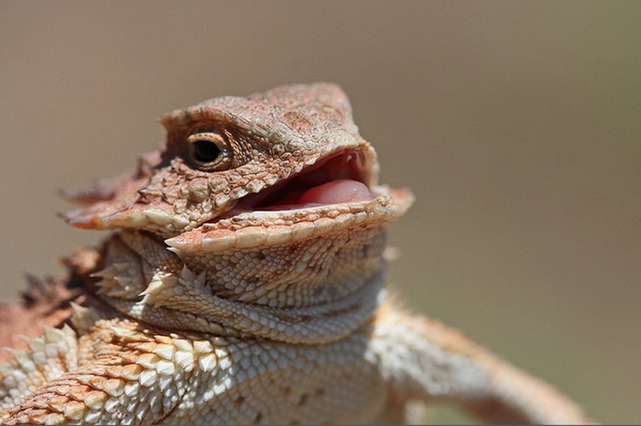 Laughing Lizard blank meme template
