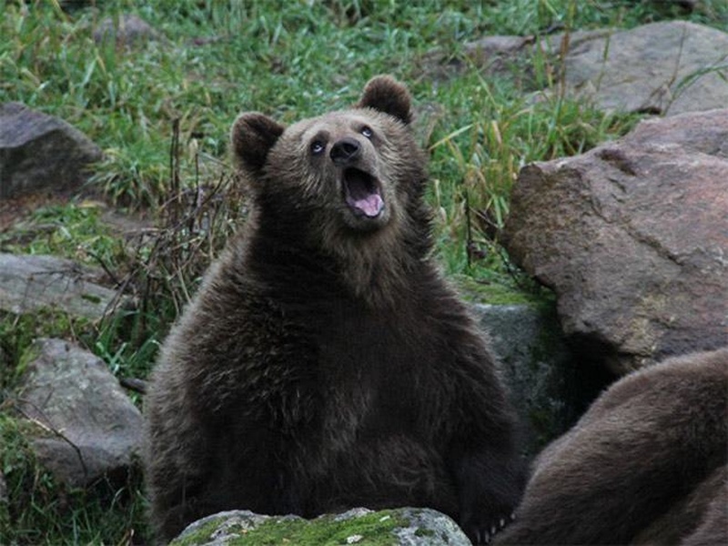 Sarcastic Bear meme template