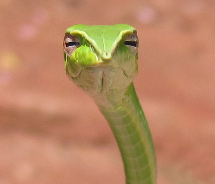 Skeptical Snake blank meme template